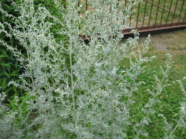 Wormwood das pulgas: limpe a casa dos parasitas métodos populares