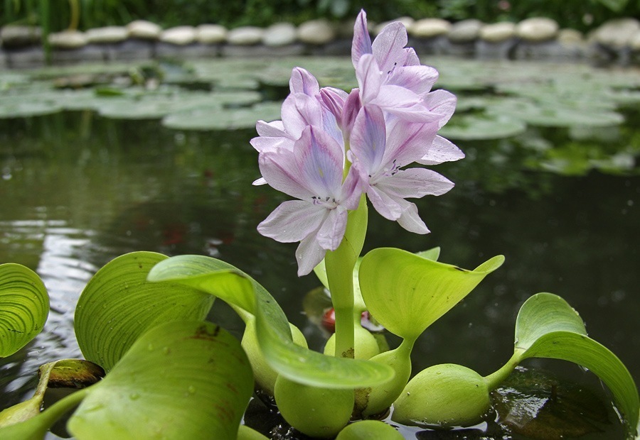 Flowers hyacinths: planting and care in the open ground and in a pot in the room. How to care for hyacinth after flowering in the garden and at home?