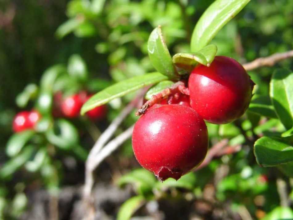 Hoe bereid ik mors van veenbessen? Morse recept van bevroren en verse veenbessen. Kan cranberrysap worden gegeven aan zwangere, zogende, kinderen?