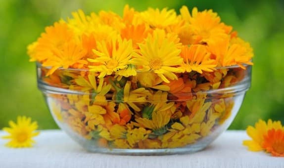 bloem van calendula in de behandeling van rhinitis thuis