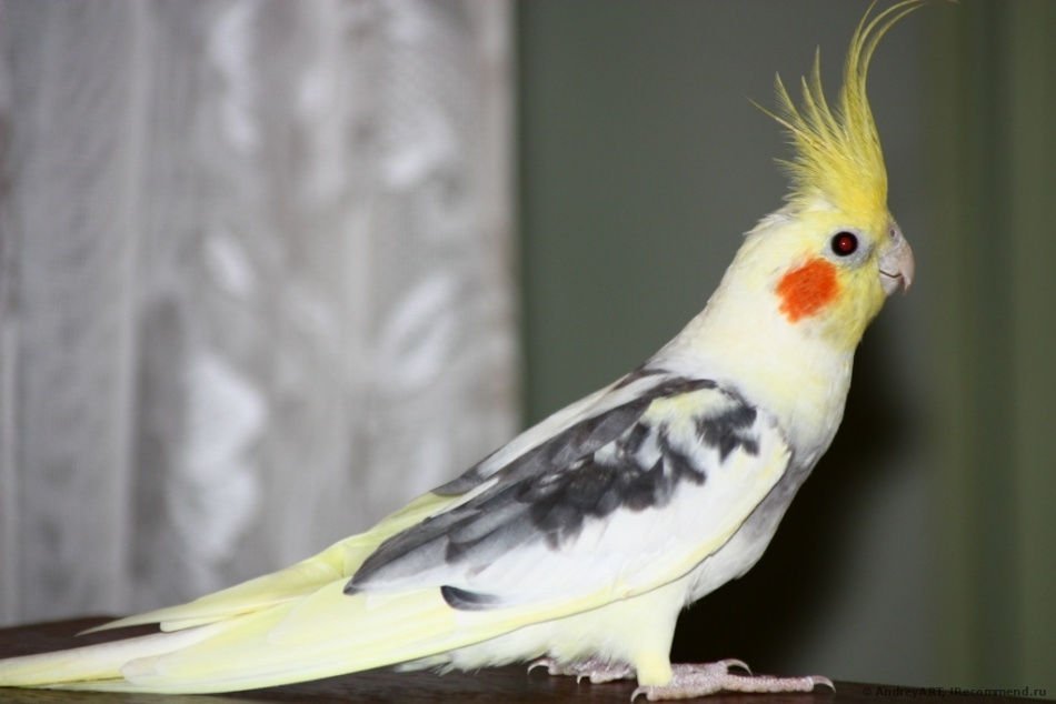 Корелла попугай фото описание