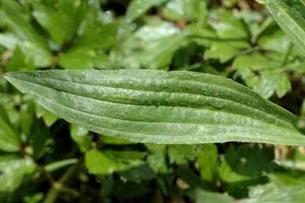 Sifat terapeutik dan penggunaan tanaman merambat tanaman merak