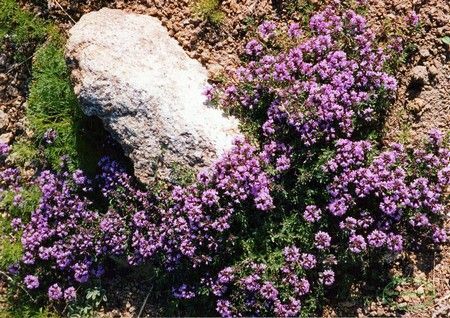 Thyme harus dikeringkan dengan benar! Ini akan menghemat propertinya!