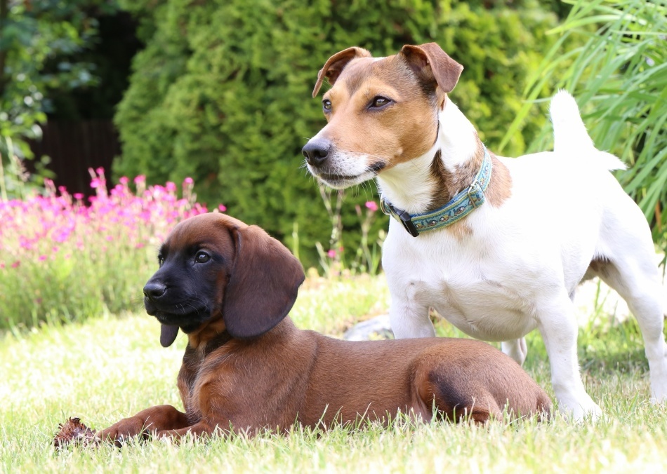 Een zak bij honden: symptomen, tekenen, behandeling. Is de pest overgegaan van de hond naar de man, de andere hond, de kat?