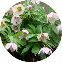 Sovellus ja vasta-aiheet Kaukasuksen helleboreen