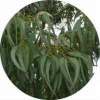 Therapeutische eigenschappen en contra-indicaties voor het gebruik van eucalyptus