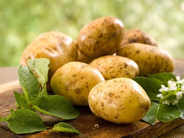 Fresh potato flowers