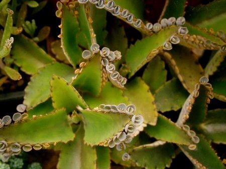 Recomendações específicas sobre o uso de suco Kalanchoe para diferentes ocasiões