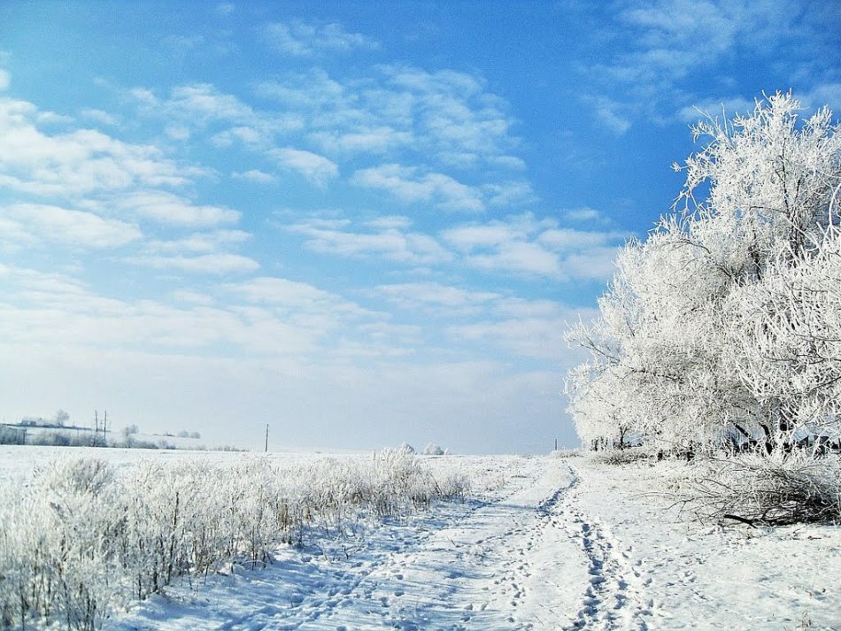 Lunar calendar of the gardener and gardener of Ukraine 2017 - favorable days for sowing seeds, planting seedlings in the soil, planting and pruning strawberries, fruit trees and shrubs: table