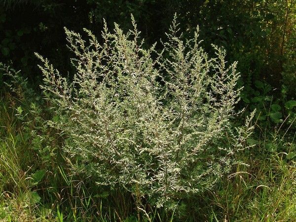 Wormwood - propriedades úteis de plantas medicinais