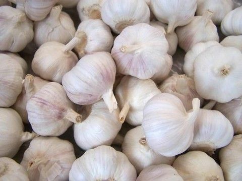 Manfaat dan kerugian bawang putih: obat-obatan rakyat apa yang dikatakan