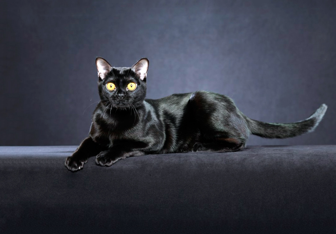 Bombay short-haired cat that looks like a panther: character, description, photo. How much does a Bombay cat cost? How does a Bombay cat and kittens look like?