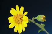 arnica