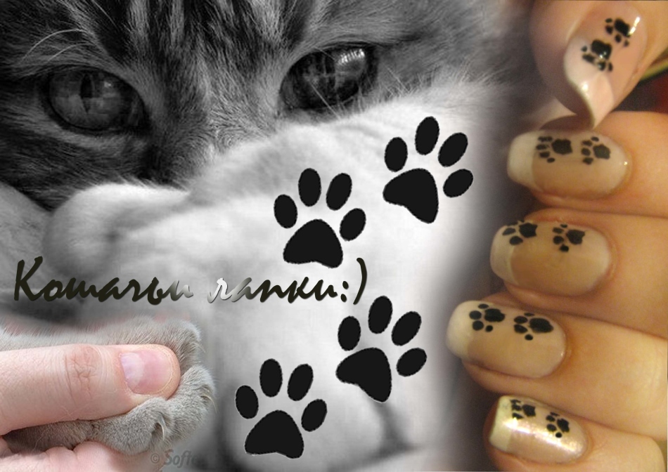 Manucure avec des chats sur les ongles: design, photo. Comment dessiner un chat sur les ongles par étapes?