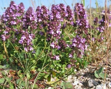 Manfaat dan bahaya teh hitam dengan thyme