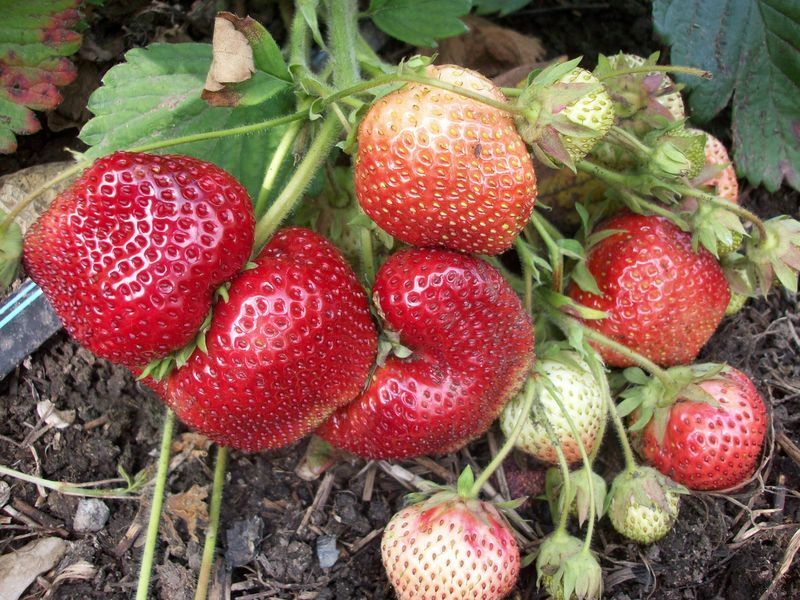 Hoe aardbeien te kweken thuis, in een kas, in de volle grond, onder gevangenschap, in zakken en in leidingen? Hoe aardbeien het hele jaar door groeien?