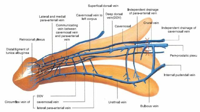 Venas inchadas no pênis - causas, sintomas e tratamento de varizes