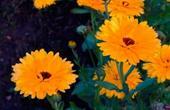 Calendula( Calendula officinalis)