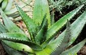 Aloe arborescens