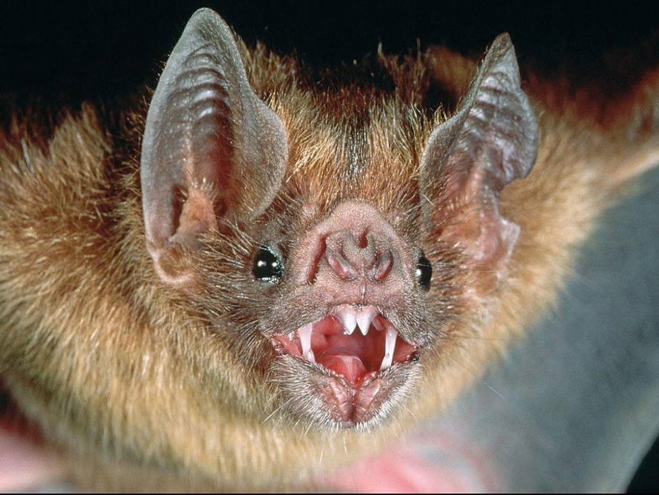 Comment attirer, chasser une chauve-souris d'un appartement?