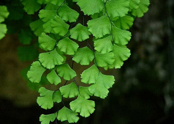 Adiantum: tumbuh di rumah dan khasiat penyembuhan