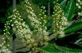 Laurel nobre( Laurus nobilis)