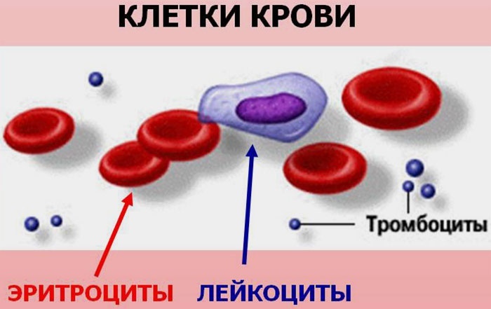 Dlaczego białe krwinki wzrastają przed miesiączką?