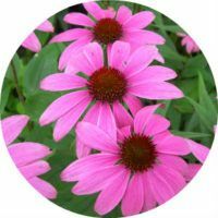 Therapeutische eigenschappen en contra-indicaties voor het gebruik van Echinacea