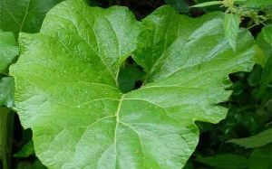 A raiz Burdock é usada em todos os lugares! Ele trata gastrite, derrota o resfriado comum!