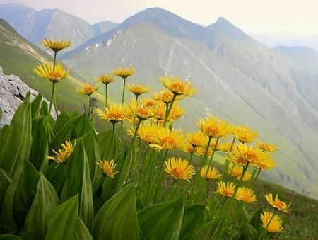 Rahasia alam untuk kesehatan dan kecantikan: tingtur arnica