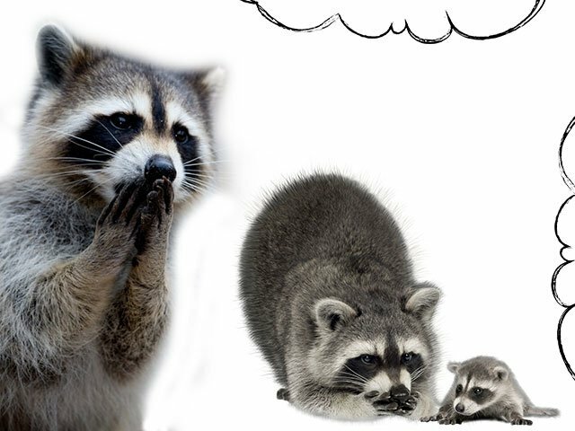 Por que o raccoon sonha?