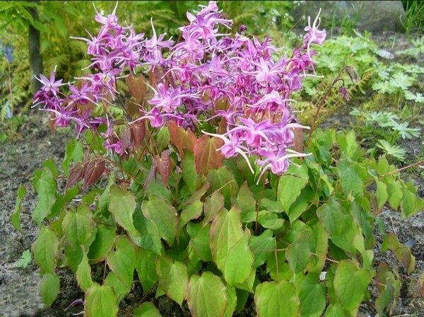 Gorianka de flor grande e coreana - plantas do gênero Gorianka com propriedades medicinais