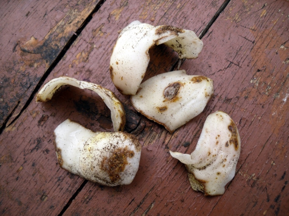 Teelt van lelies uit schalen en zaden te koop in de lente en de herfst. Reproductie van lelies met schubben in de zomer, in augustus, in de herfst