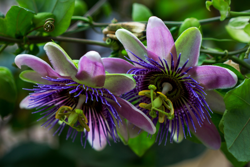Passiflora: användbara och medicinska egenskaper och kontraindikationer. Extrakt, tinktur, homeopati, passionflower tabletter - bruksanvisningar