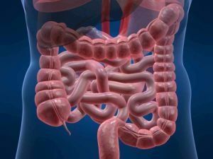 Peristalsis do intestino