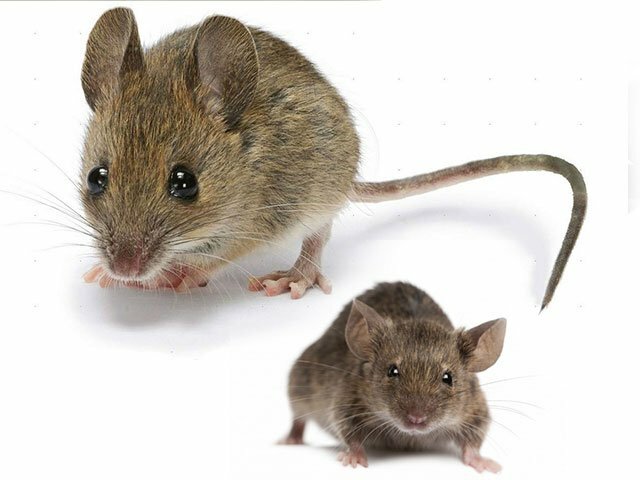 Apa mimpi seekor tikus - seekor tikus dalam mimpi, yang berarti