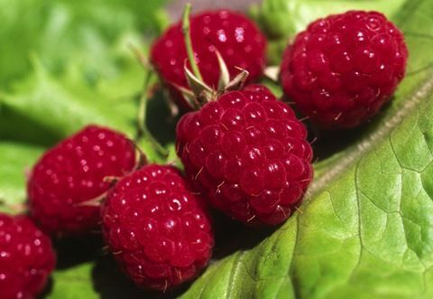 Raspberry dengan gula untuk musim dingin tanpa memasak - kesempatan untuk menikmati buah beri segar sepanjang tahun