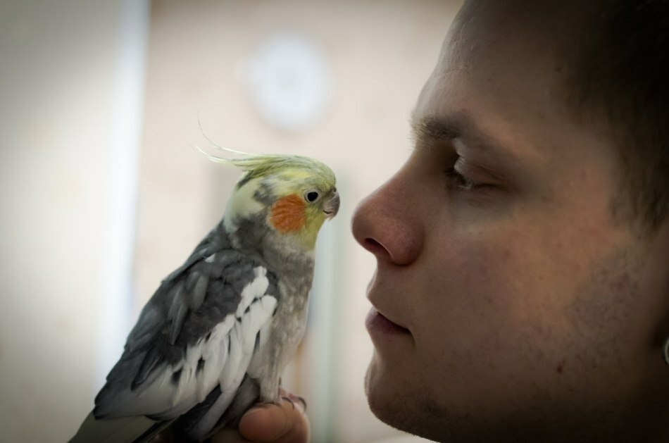 Welke papegaaien het beste leren spreken: het soort papegaaien praten. Hoe leer je een golvende papegaaienjongen en een meisje om te praten, hoe leer je te praten met een bloemkroon?