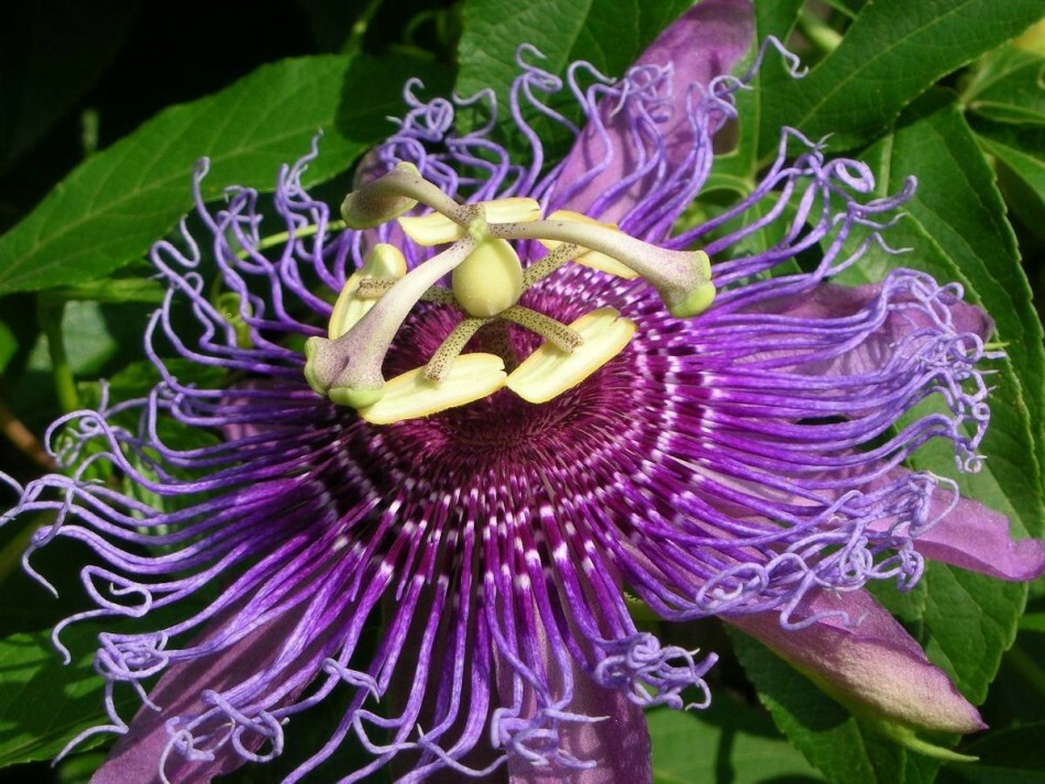 Flor - Sala Passiflora: variedades, cuidados, crescimento de sementes e estacas. O que é passionflower, a que se parece: sinais e superstições, foto