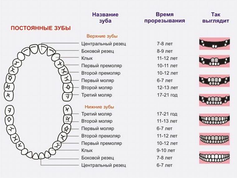 Specificity of infant teeth.