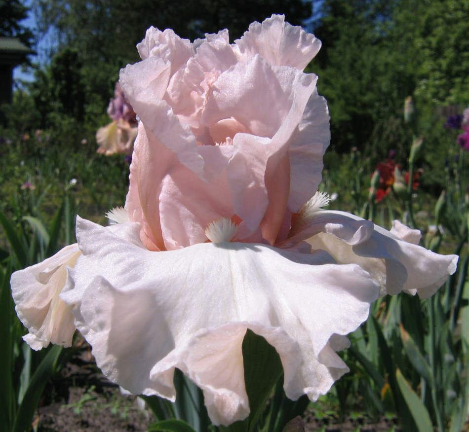 Irisbloemen van baardig, Japans, Nederlands, Duits: bloembollen en zaden planten in de volle grond, verzorging en voortplanting. Hoe zaden van irissen te kopen in China online winkel AliExpress?