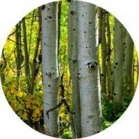 Aspen bark - indications and contraindications to treatment