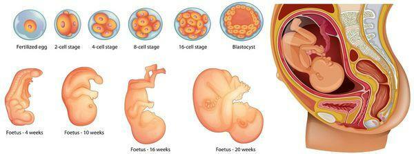 Stadier af graviditeten