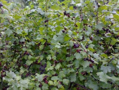 Bukan gooseberry dan kismis - yoshta, atau keajaiban pemuliaan!