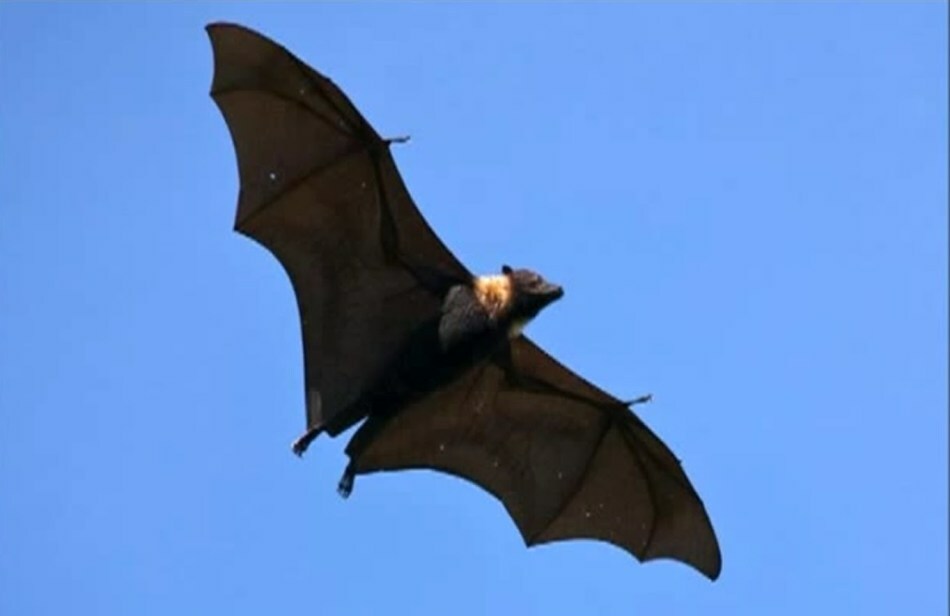 Qu'est-ce que cela signifie si vous tuez une chauve-souris?