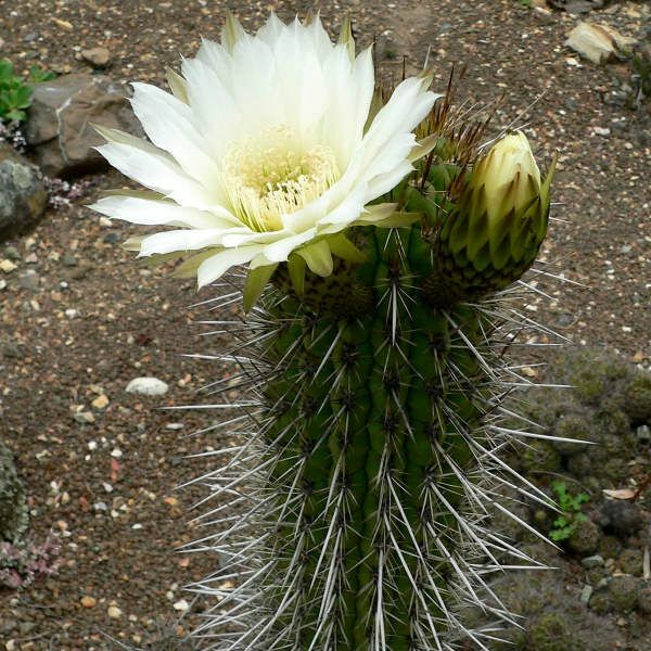 O que as flores do quarto não podem ser mantidas em casa e por que