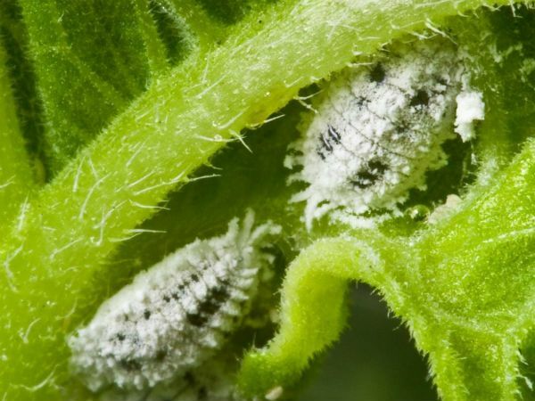 Hlavní hmyz škůdci vnitřní rostliny a jak se je zbavit