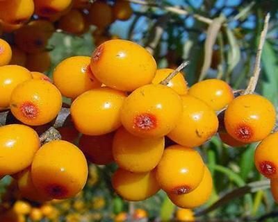 Madu dan laut buckthorn memperlakukan terkenal!