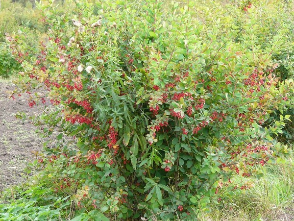 Sifat terapeutik dan penerapan akar barberry dalam pengobatan rakyat