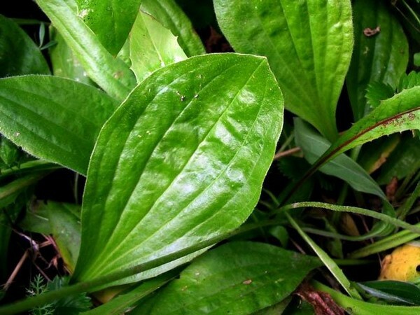 Salad pisang pisang yang paling berguna dan enak adalah kejutan para tamu